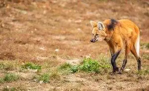 Pantanal Tours 19 Brazil Animals - Maned-Wolf