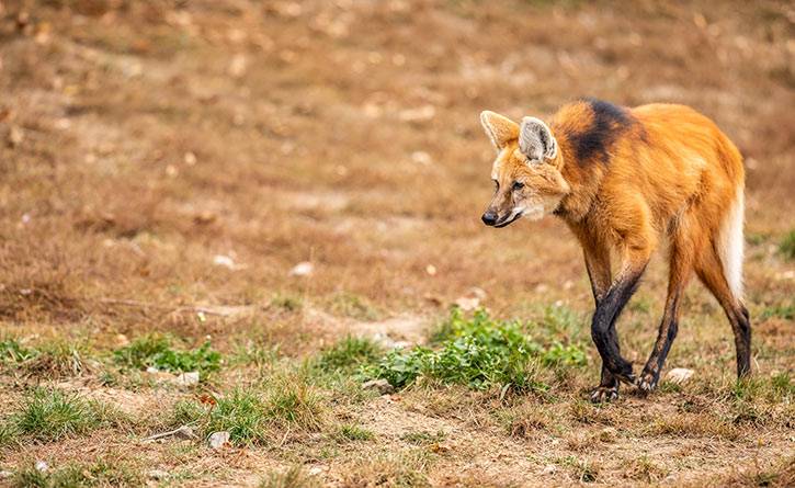 Brazil Animals - Maned-Wolf