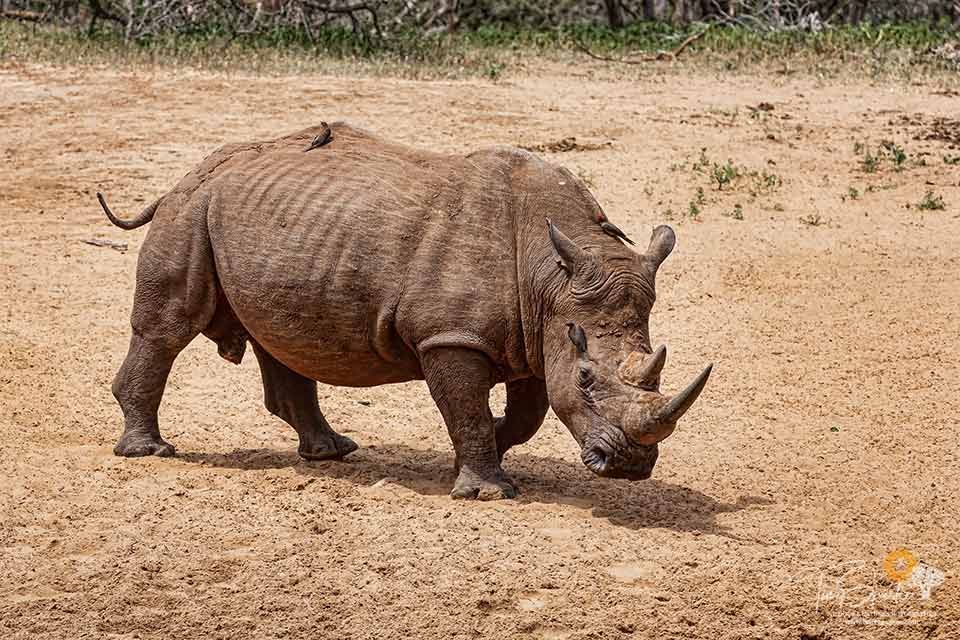 White Rhinoceros - Big Five Africa