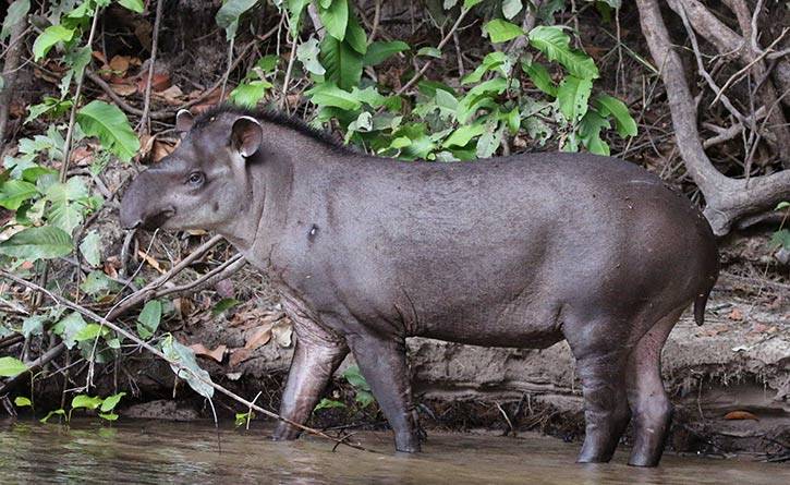 Tapir stood in a river-Brazil-Animals