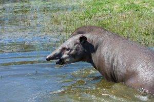Pantanal Tours 17 Tapir - Pantanal Tours
