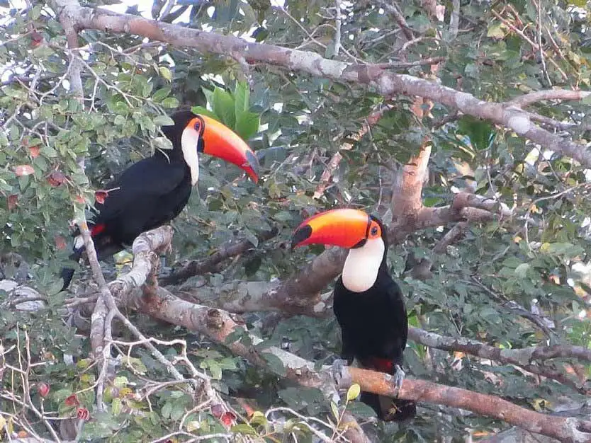 Pantanal Tours 18 Pair of Toucan perched on a branch