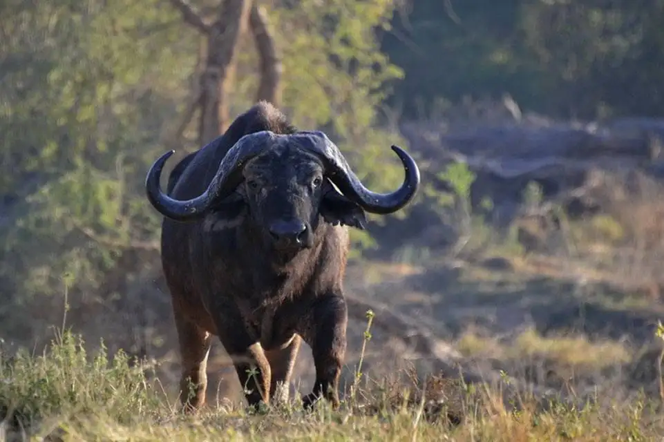 Northern Kruger National Park - Pafuri Wildlife - Buffalo