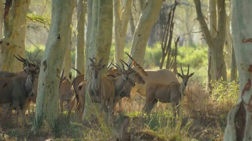 Northern Kruger National Park - Pafuri Wildlife - Eland Antelope
