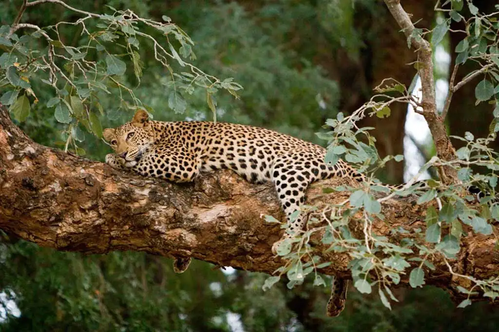 Northern Kruger National Park - Pafuri Wildlife - Leopard in a tree