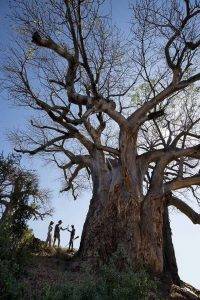 Pafuri Walking Trails - Giant Baobab Tree
