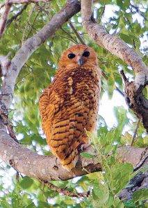 Northern Kruger National Park - Pafuri Wildlife - Pels Fishing Owl