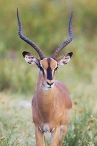 African Safari Animals - Male Black-faced Impala portrait