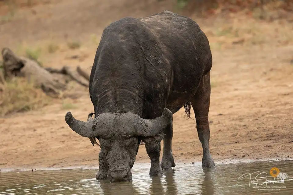 Pungwe Bush Camp 12 Cape Buffalo - Manyeleti Game Reserve