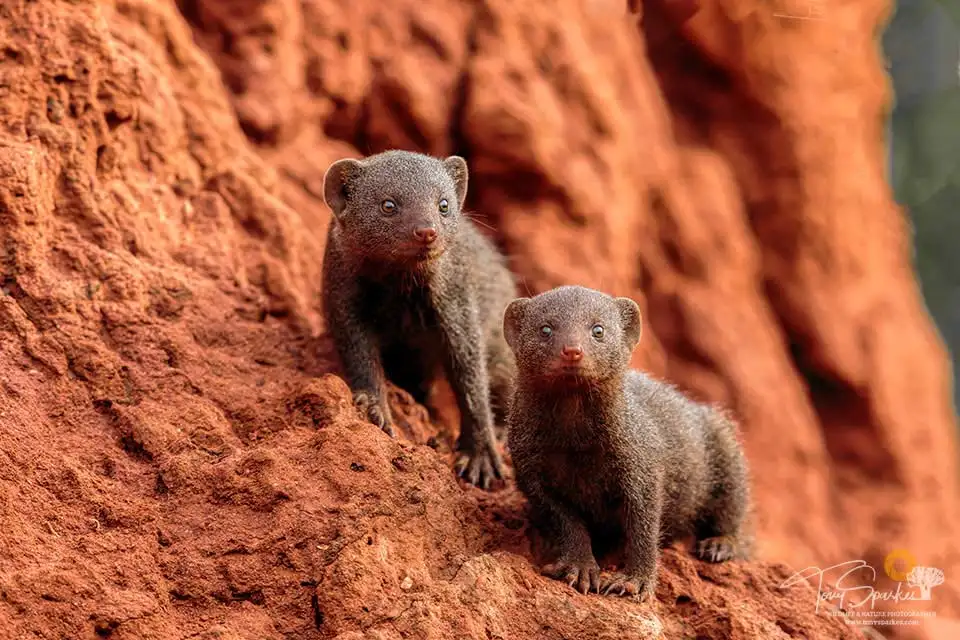 Dwarf Mongoose - Hamiltons Tented Camp