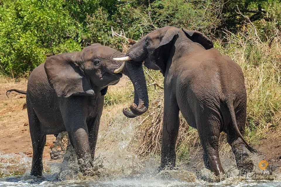 Fighting Elephant Bulls - Hamilton's Tented camp