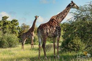 Two Giraffe standing in green grass - Kruger National Park
