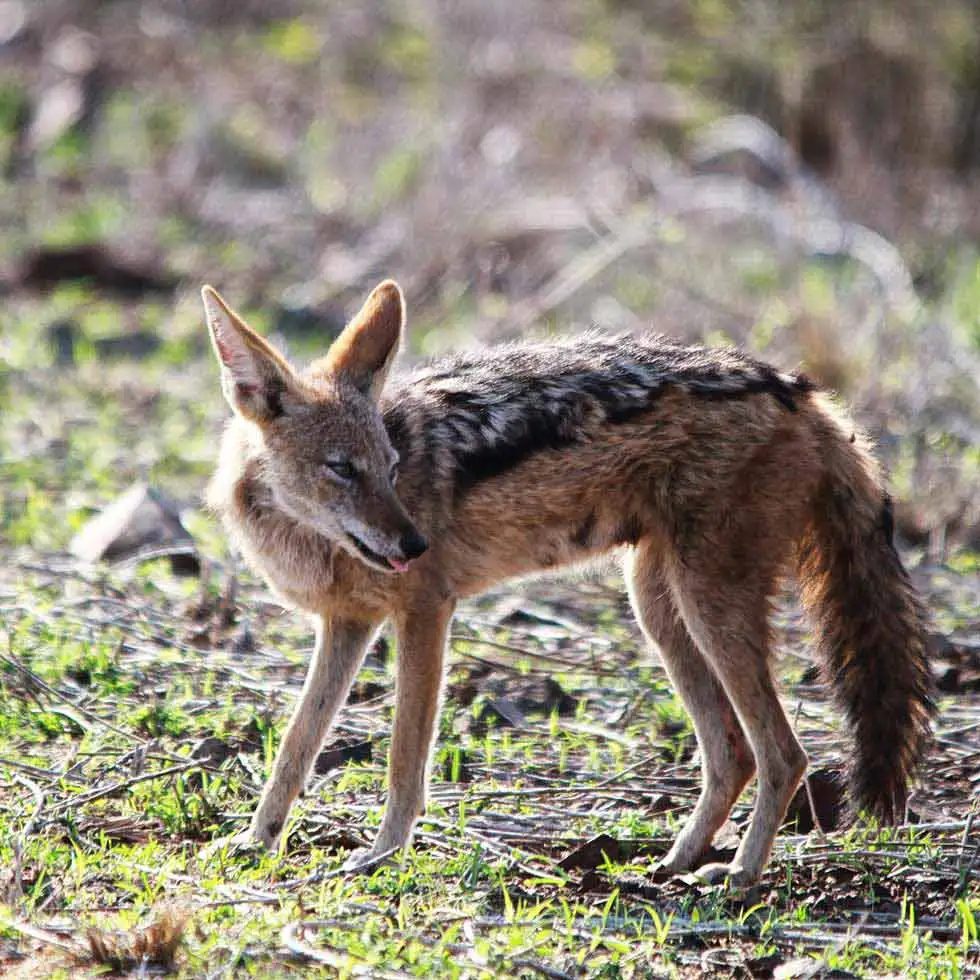 Black backed Jackal - Hamiltons Tented Camp in the Kruger Park