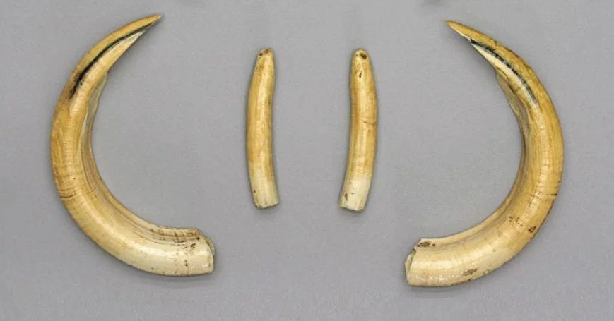 African Safari Animals 6 Hippopotamus Teeth (Tusks)