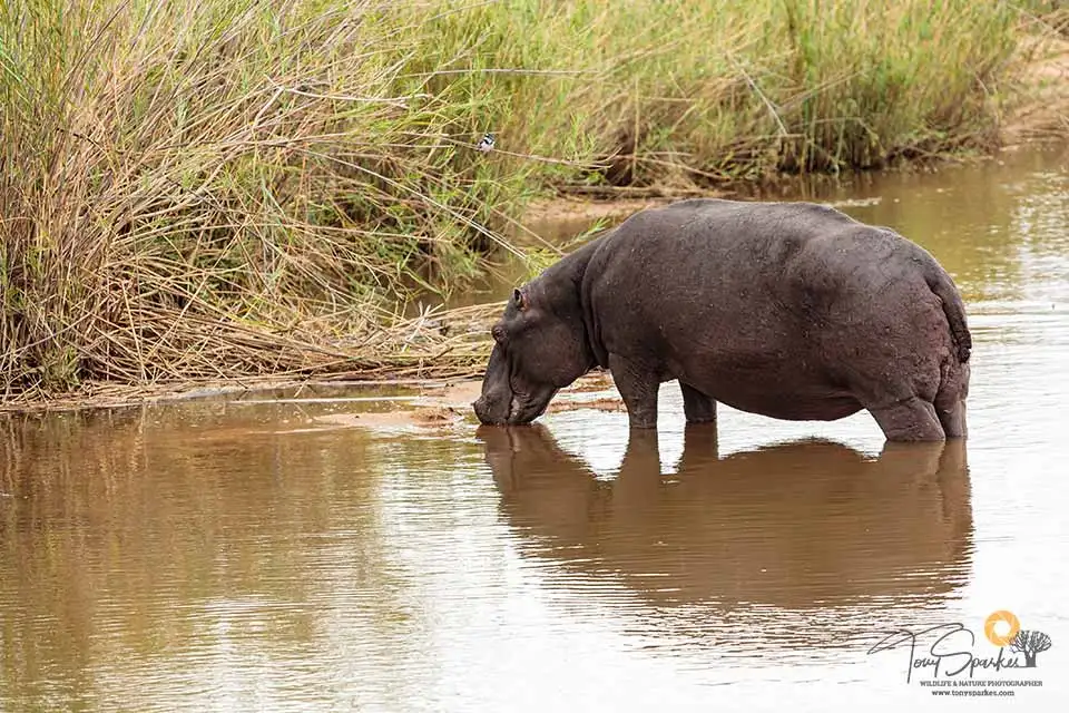 African Safari Animals 4 African Safari Animals - Hippopotamus standing out of the water