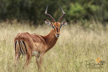 African Safari Animals - Impala Male
