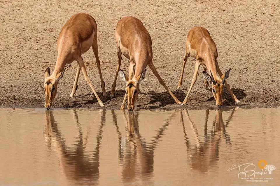 African Safari Animals 8 African Safari Animals - 3 Impala drinking