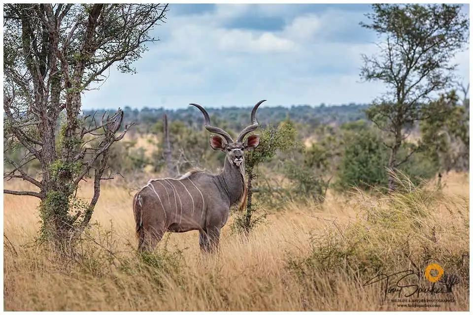 Pungwe Bush Camp 17 Male Kudu - Manyeleti Game Reserve