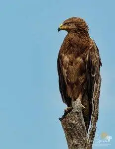 Pungwe Bush Camp 21 Pungwe Camp -Lesser Spotted Eagle