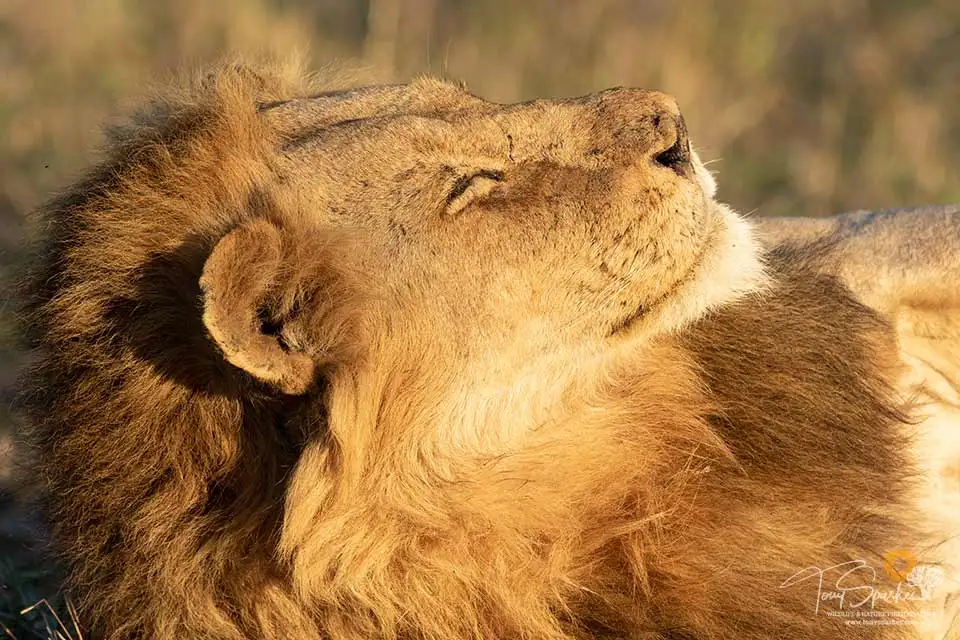 Big Cat Sabi Sand Reserve 25 Male Lion - Big Cat Photo Safari