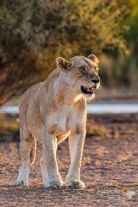Big Cat Sabi Sand Reserve 28 Lioness - Big Cat Photo Safari