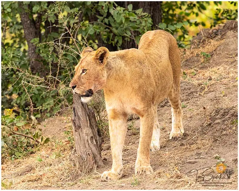 Pungwe Bush Camp 14 Lioness - Pungwe Bush Camp