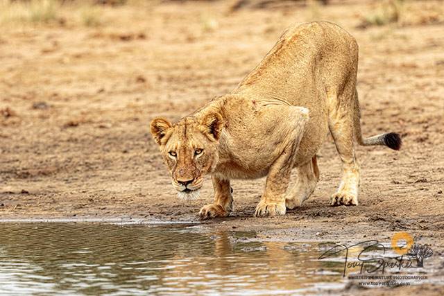 Guided Safari in the Kruger Park - Lioness about to drink at a water hole.