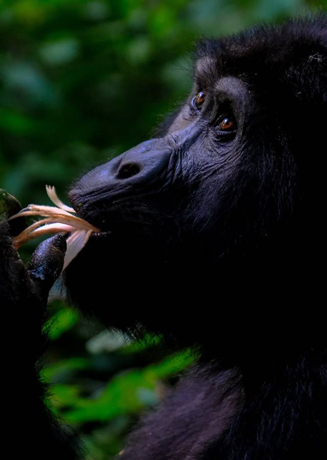 Uganda Gorilla Trekking - Mountain Gorilla