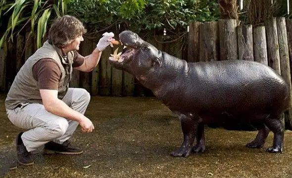 African Safari Animals 5 Pygmy Hippo