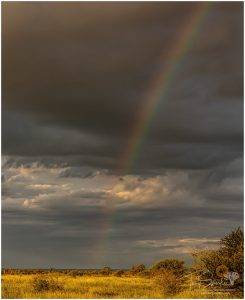 Rainbow over the Kruger Park with dark sky's and golden grass