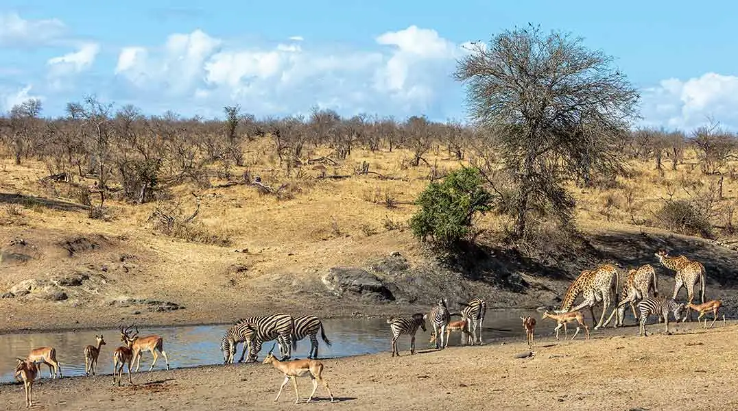 African Safari Animals