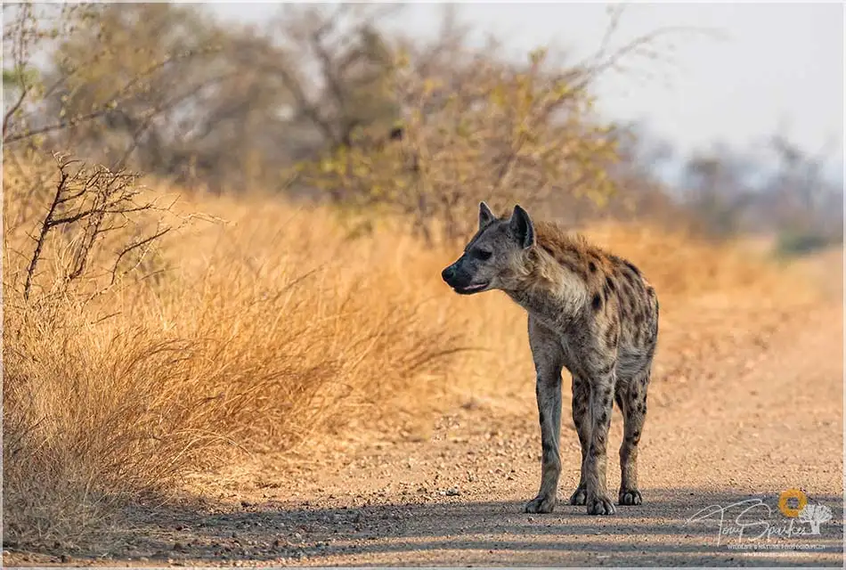 Pungwe Bush Camp 16 Spotted Hyena - Manyeleti game Reserve