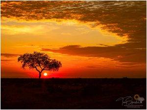 Safari in the Kruger National Park - Sunrise