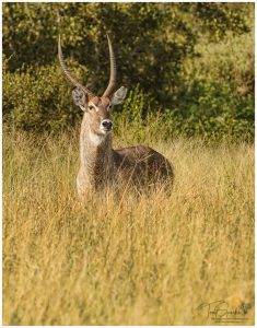 Male Water Buck - Manyeleti Game Reserve