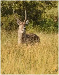 Pungwe Bush Camp 7 Male Water Buck - Manyeleti Game Reserve