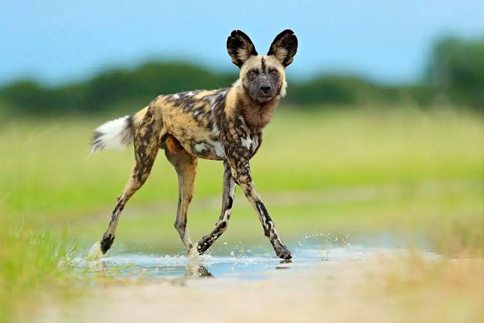African Safari Animals 7 African Safari Animals - Single Wild Dog