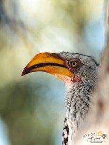 Southern Yellow-billed Hornbill - Tony Sparkes Wildlife and Photographic Safaris