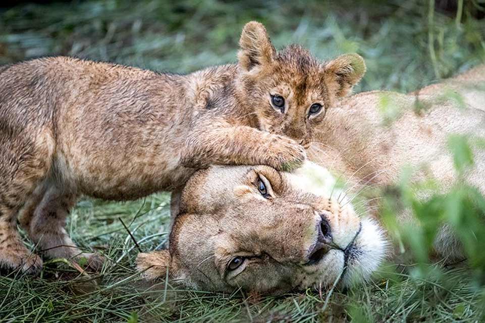 Lioness & Cub playing