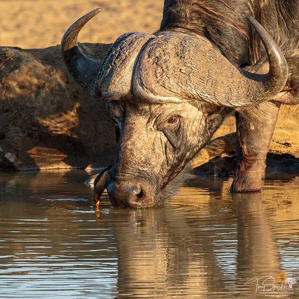 Kruger Park safaris - Cape Buffalo Drinking