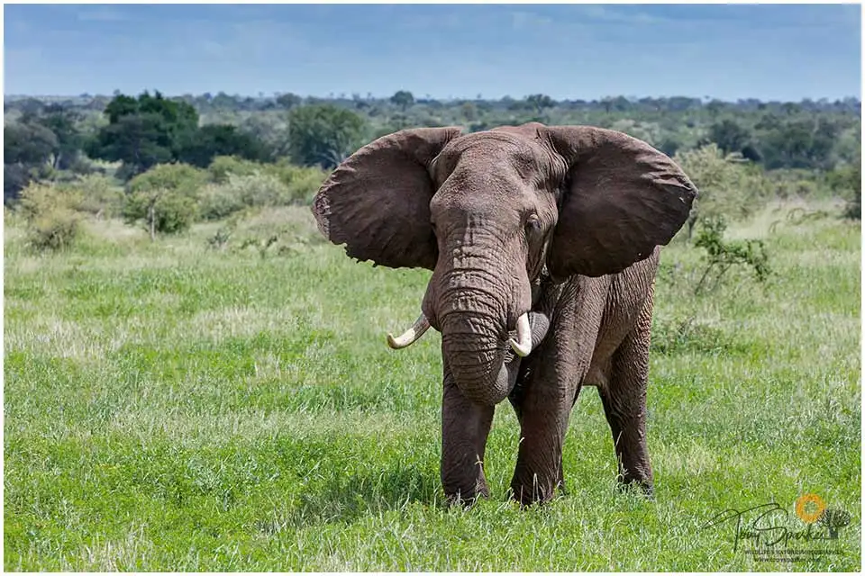 Wild Africa 19 African Elephant with its Ears Flapping