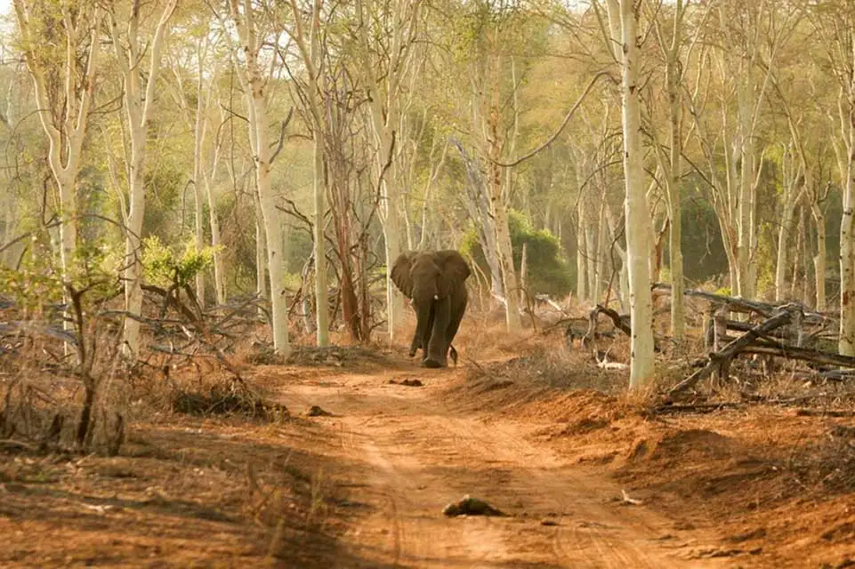 African Elephant walking through fever tree forest