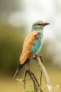 Perched European Roller