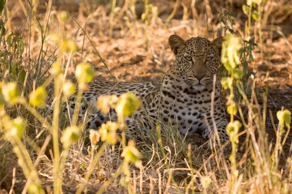 Leopard sitting down in bushes