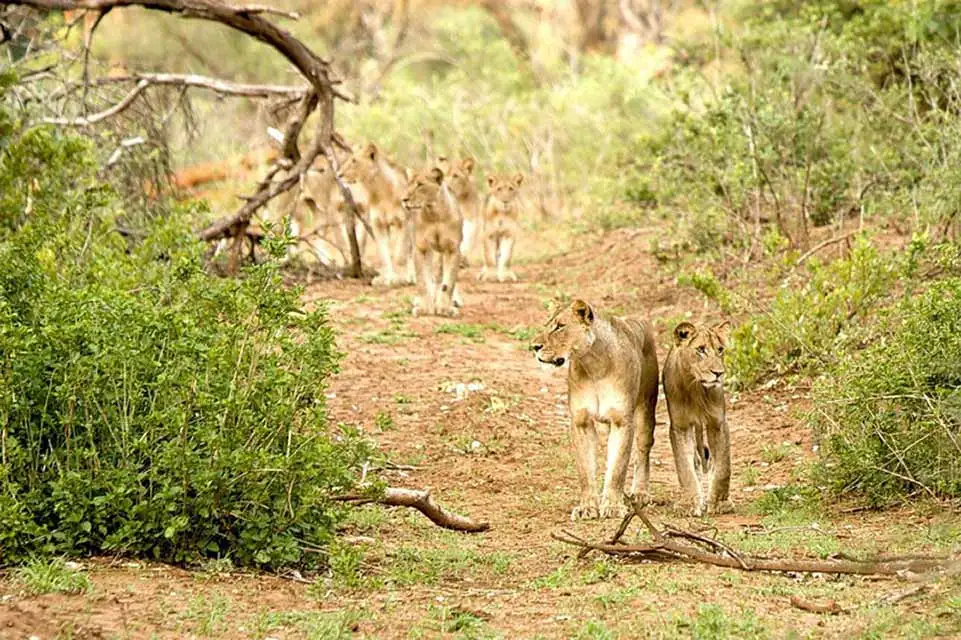 Lioness with pride of lions walking through forest