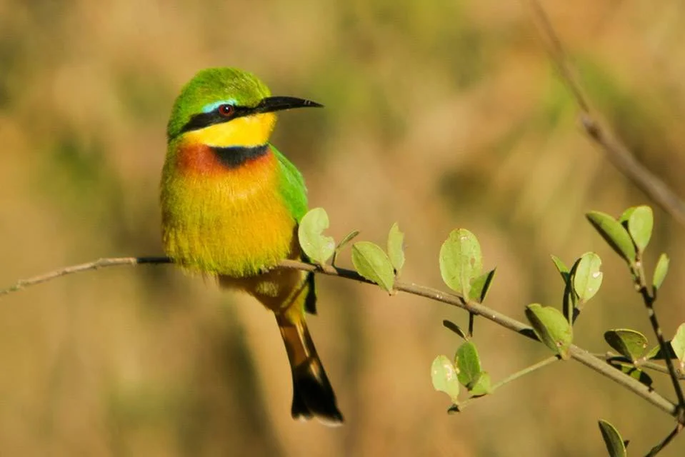 Bright coloured bird - Little bee Eater perched in a tree