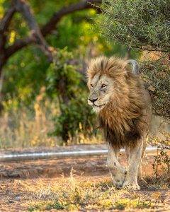 Male Lion - Kruger Park Photo Safaris