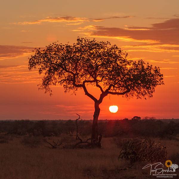 Sunrise Behind a Tree Kruger National Park- Kruger Park Safaris