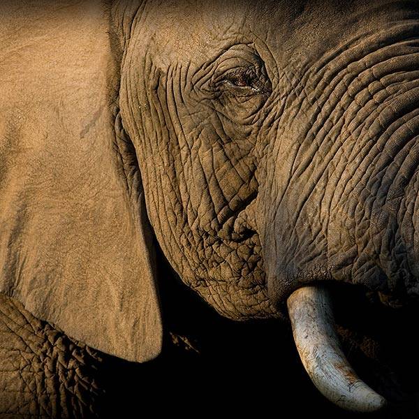 African Elephant Eye and face - Wildlife Tours