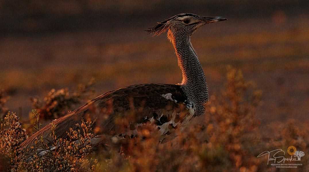 Low light wildlife photography - Kori Bustard