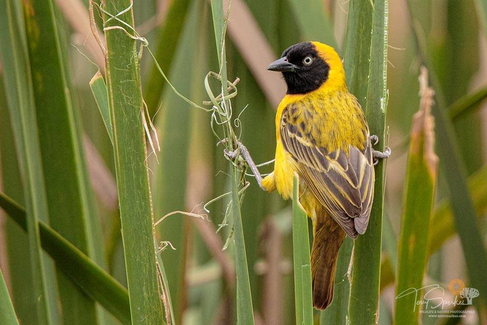 Low Light Wildlife Photography - Lesser Masked Weaver perced on grass building a nest